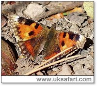 Aglias urticae smtorts3 (Internet Image property of respective owner, non-commercial use only)